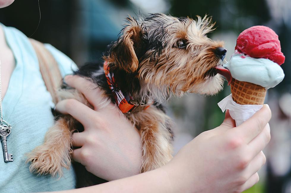 Where to Get a Pup Cup in Owensboro for Dogs Who Love Ice Cream