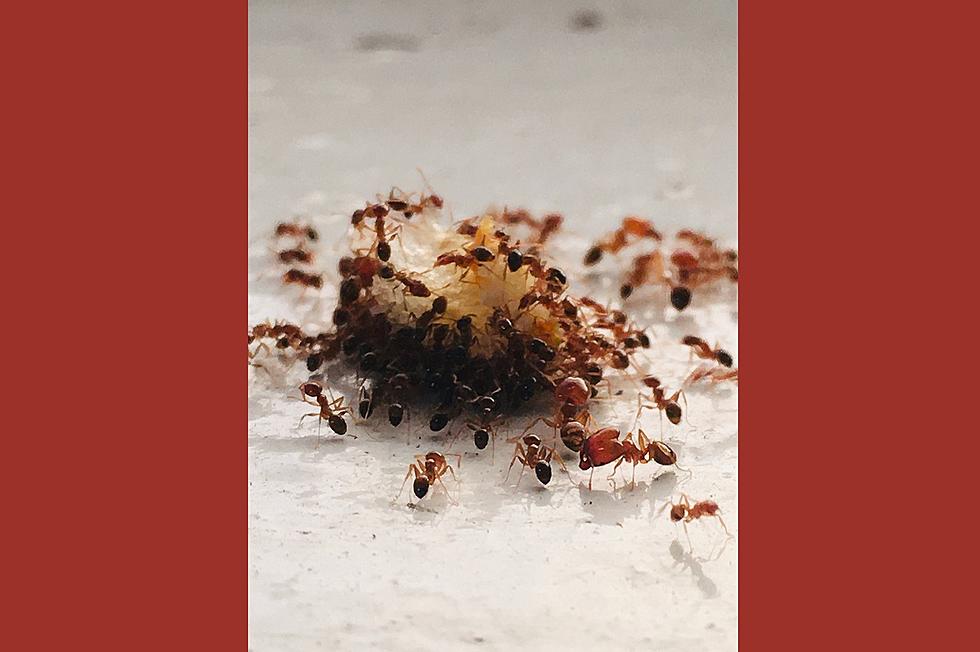 Fire Ants and &#8216;Cow Killer&#8217; Ants: The Bad News Ants of Kentucky