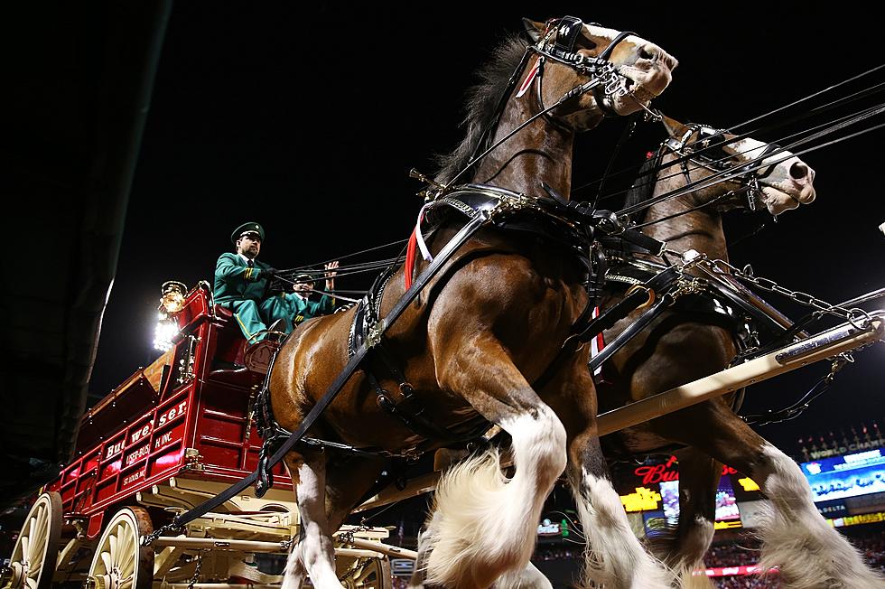 See the Clydesdales in South Central KY This Fall