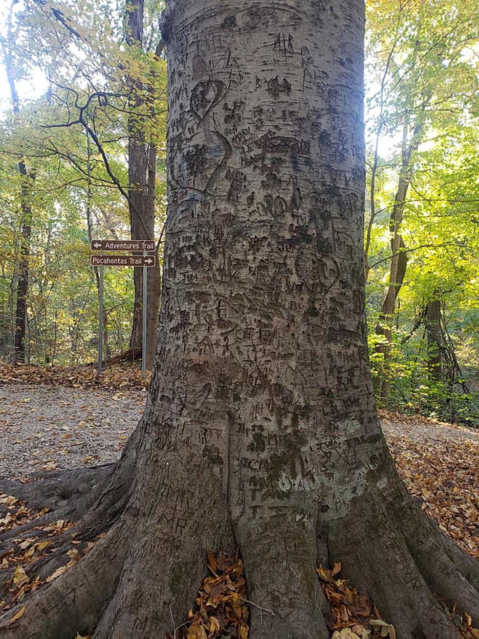 Is Carving Your Name Into A Tree Illegal?  Here’s What We Found Out