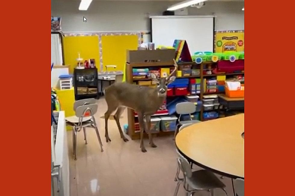 I Bet This Buck Didn&#8217;t Think He&#8217;d Get Stuck in a Tennessee Classroom [VIDEO]