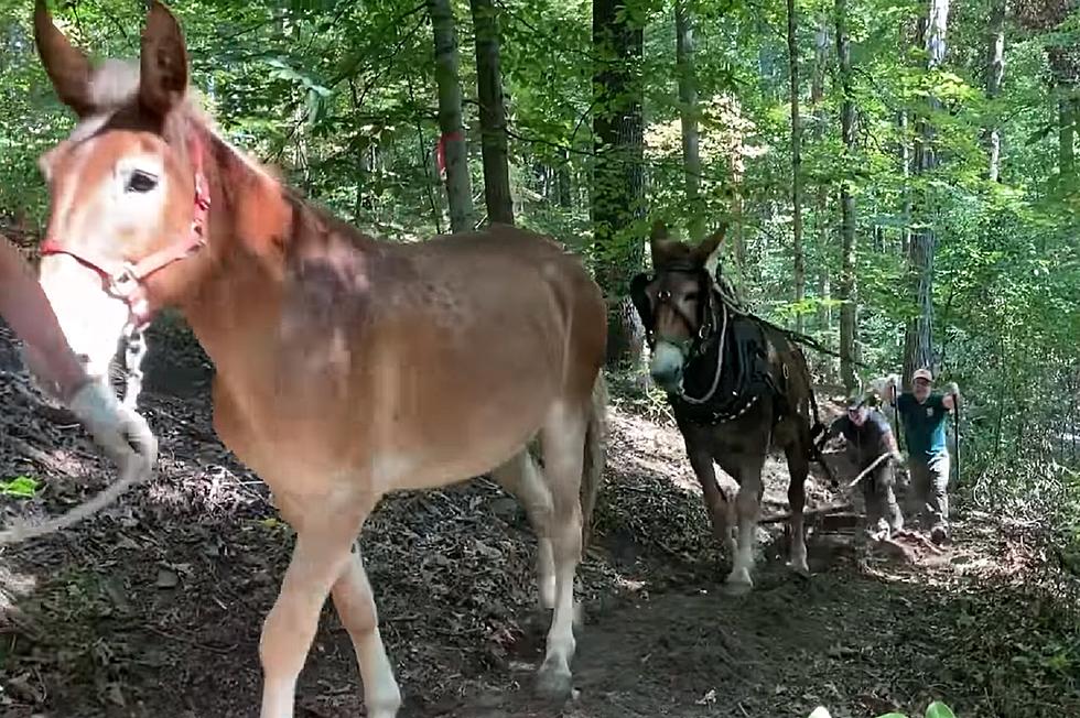 Mules at Work in the Hoosier National Forest