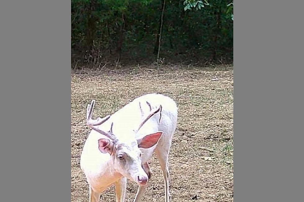 KY Holiday Miracle -- 'Pasty Pete' the Albino Buck