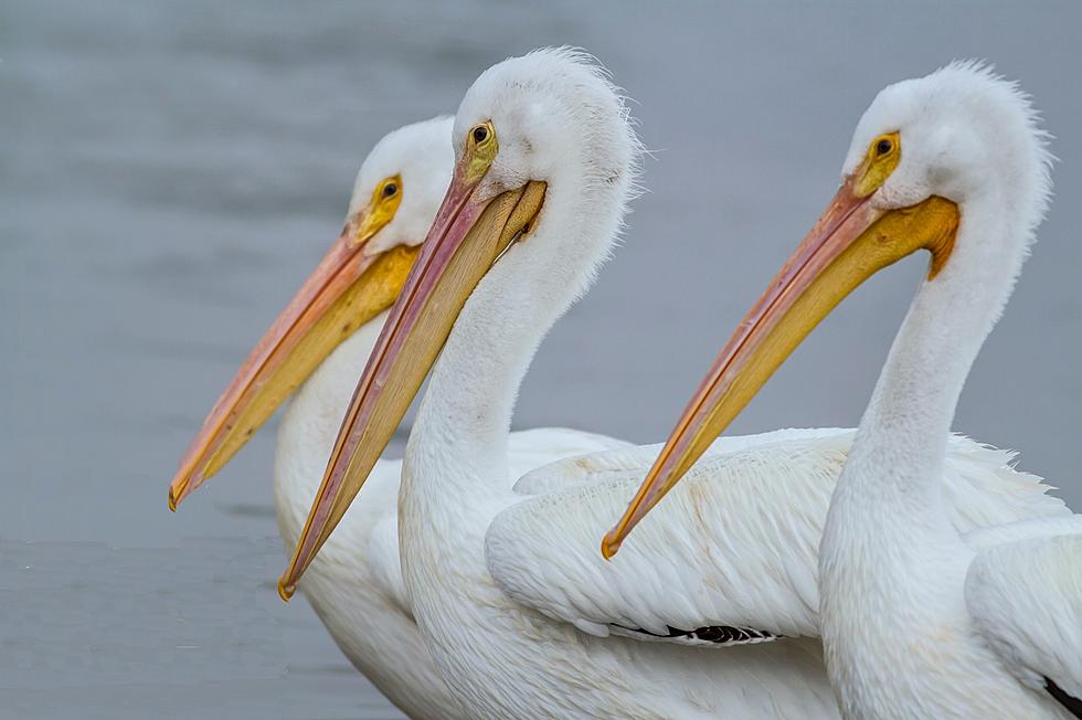 Where to See Enormous White Pelicans in Western Kentucky This Fall