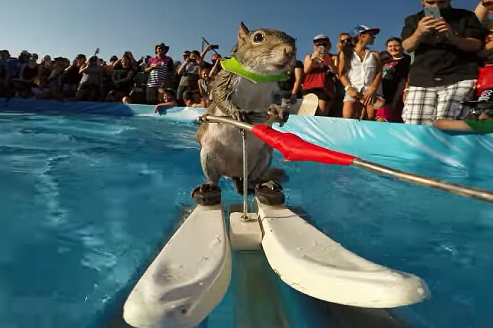 Meet Twiggy the Water Skiing Squirrel at the Kentucky Expo Center During the Louisville Boat, RV &#038; Sportshow [VIDEO]