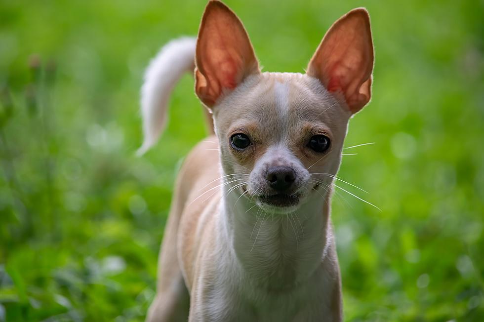 Let Me Tell You About That Time I Called the Police on a Chihuahua