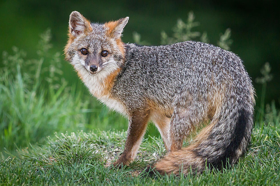Foxes Make Alarming Noises This Time of Year in Rural Kentucky, But It&#8217;s to Be Expected