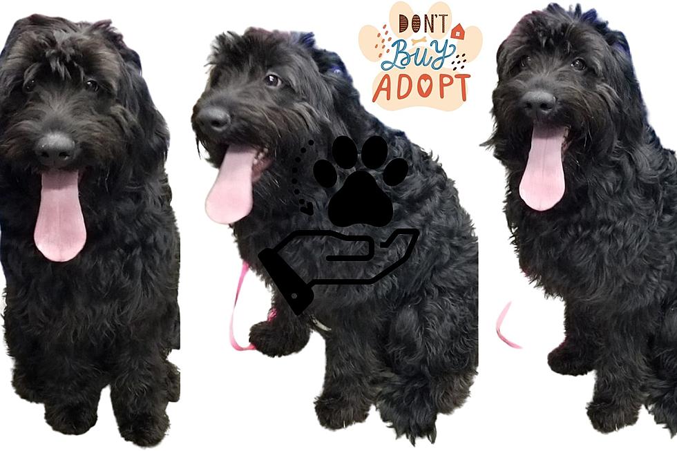 Meet Pippa, a Young Doodle Mix Looking For a Home in Owensboro