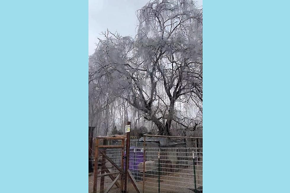 WATCH: Dawson Springs, Kentucky Family’s Willow Tree Collapses from the Ice