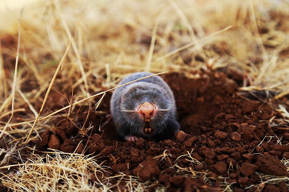 How to Deal with Pesky Moles in Kentucky &#8212; No Yard Should Look Like a Jacked-Up Golf Course