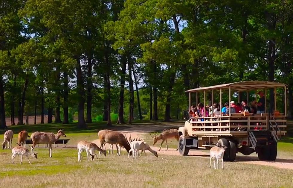 You Can Go on a Safari and Not Go Any Farther Than Tennessee [VIDEO]