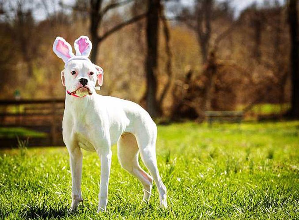 You Can Take Your Dog on a Fun Easter Bone Hunt in Owensboro, Kentucky