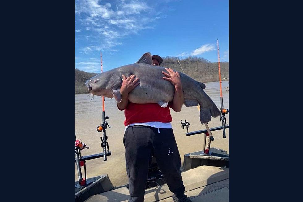 Giant Catfish Caught in the Ohio River