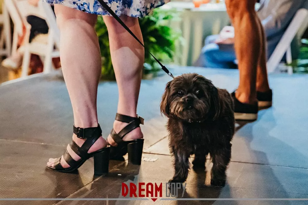 Fun & Furry Photos from SPARKY's Bark in Style Fashion Show
