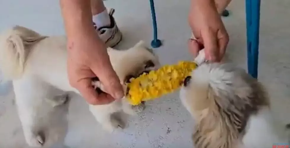 Funny Video of Two Shih Tzus from Kentucky Eating Corn on the Cob