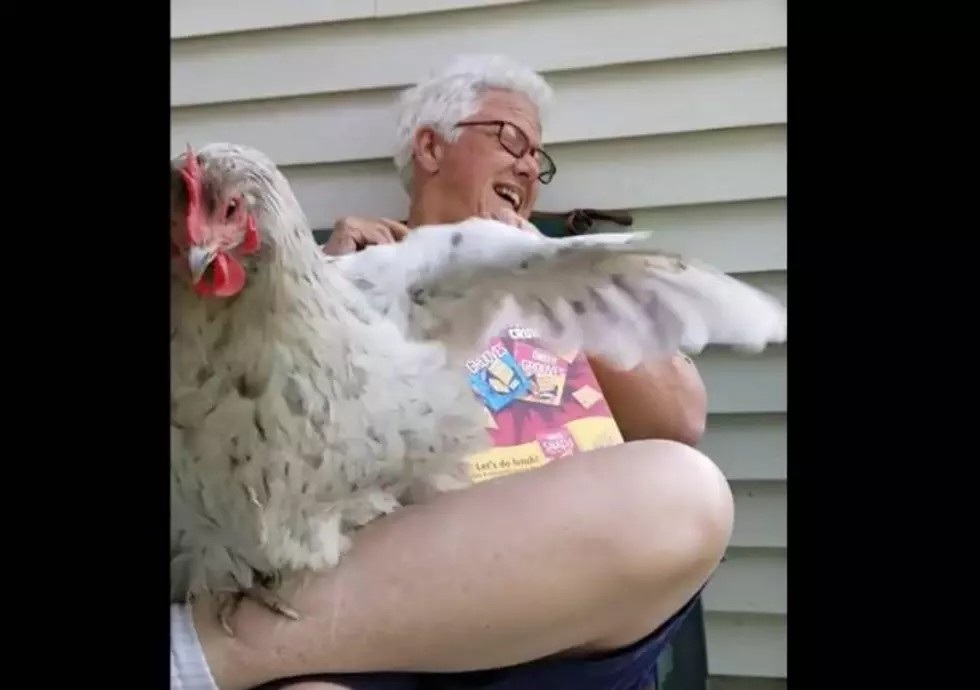 HILARIOUS! Owensboro Woman Protects Her Cheese Crackers from a Big, Hungry Hen