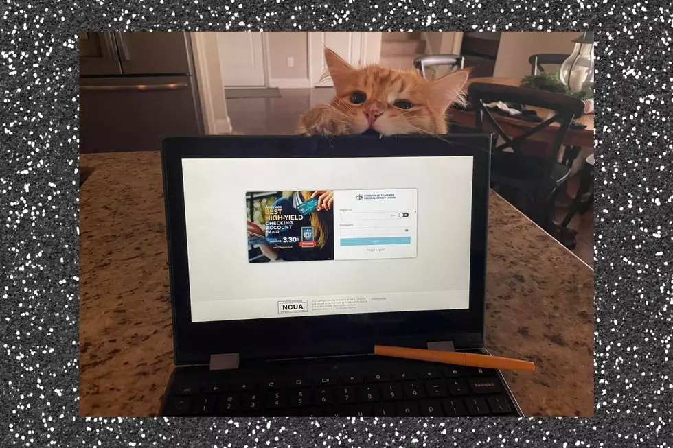 Kentucky Kitten Trying to Help His Mom Work Will Make You Laugh Out Loud [PHOTOS]