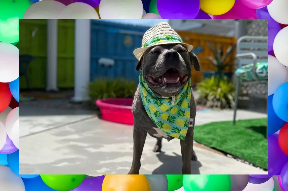 Nashville Rescue Dog Celebrating Her Birthday in a Bikini Will Put a Smile on Your Face [PHOTOS]