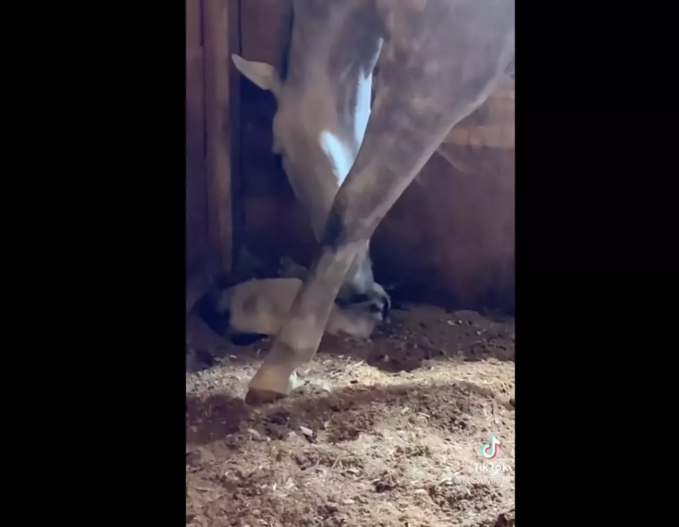 Kentucky Race Horse Loving Momma Cat Sweetest Thing You&#8217;ll See on TikTok