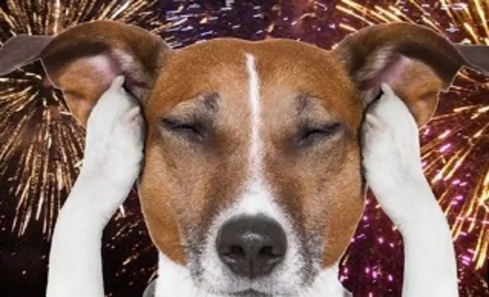 5 Tips for Keeping Your Pets Safe & Calm During Fireworks Season [VIDEO]