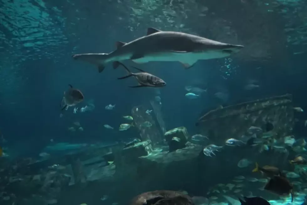 How Does a Tour of Tennessee Aquariums Sound as a Vacation Idea? [VIDEOS]