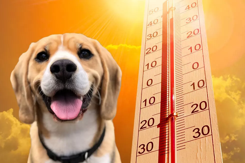 Five Ways To Protect Your Pups From The Heat This Summer-One Might Surprise You
