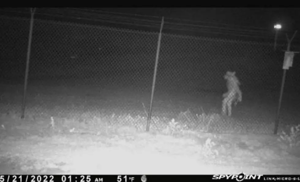 Did the 'KY Goatman' Move to Texas?