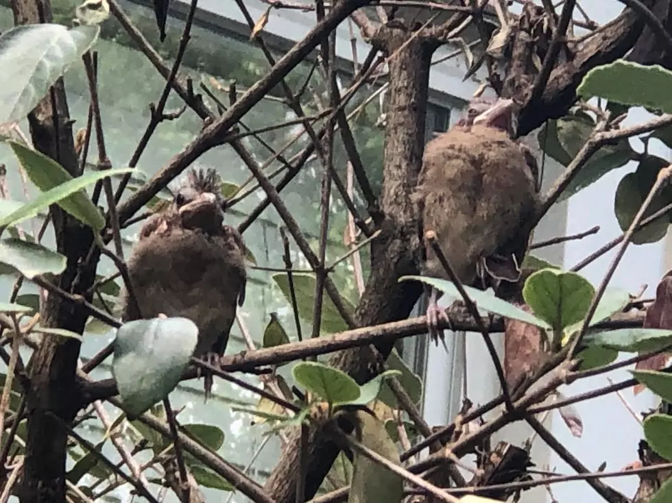 Adorable Photos of Two Baby Cardinals in Owensboro, KY Yard