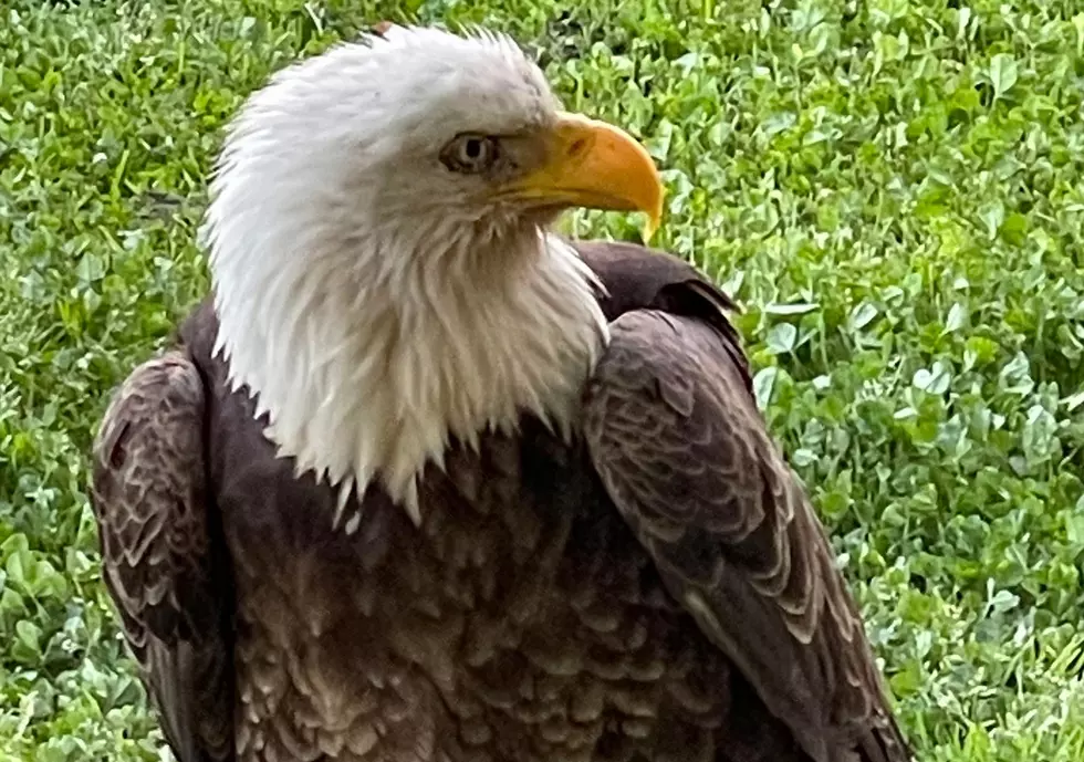 West Nile Virus Claims Life of Bald Eagle Rescued in McLean County, KY