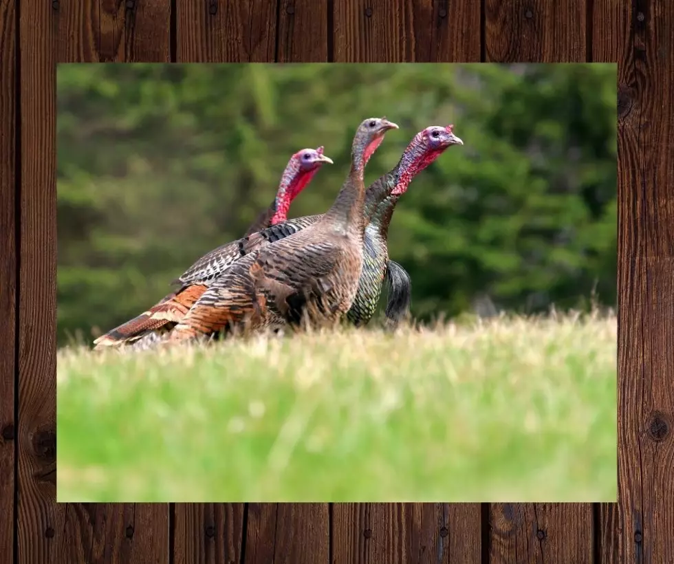 Where Are All The Turkeys in Kentucky?  Can You Help?