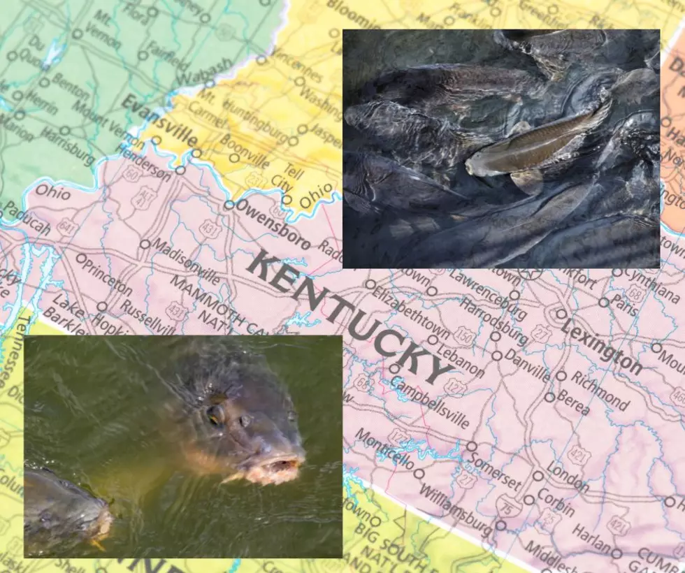 SEE: Kentucky’s Nuisance Fish Back in the Ohio River & It’s A Big Problem