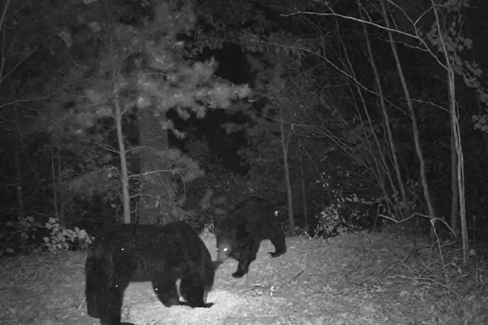 WATCH: Kentucky Trail Cam Captures Lots of Wildlife and a Bear Who Hates Cameras
