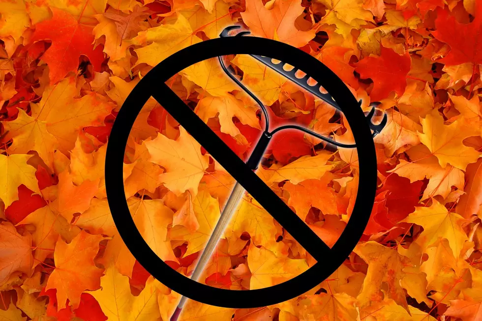Don't Rake Those Leaves...Here's Why