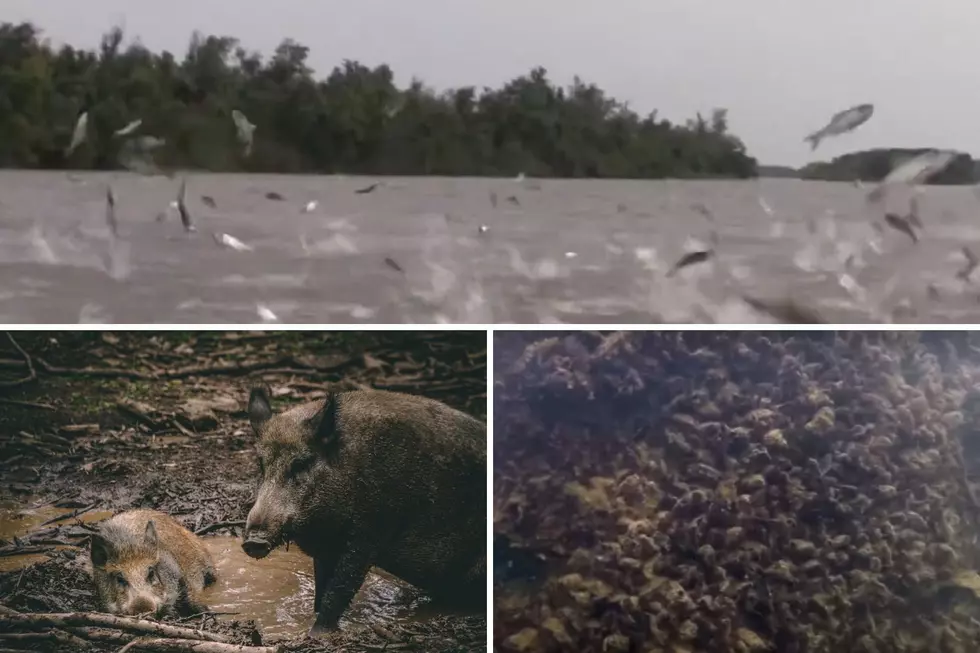 Kentucky’s Invasive Species Cause Far More Trouble Than You Might Think [VIDEOS]