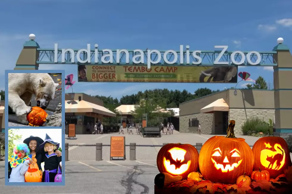 Indiana Zoo Hosting ZooBoo With 21 Days of Spooktacular Fun