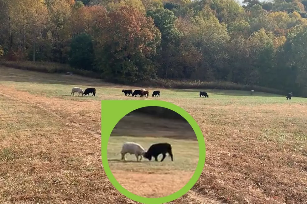 Battling Bulls in a Popular Louisville Park