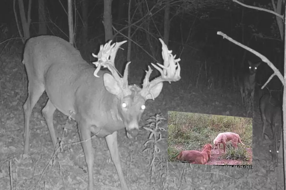 SEE: Kentucky Trail Cam Capture Showdown Between A Pack of Wild Dogs &#038; A Huge Buck