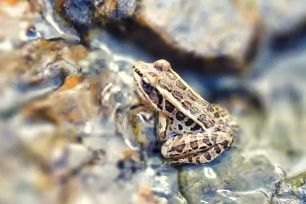 Believe It or Not, There&#8217;s a Poisonous Frog Species in KY