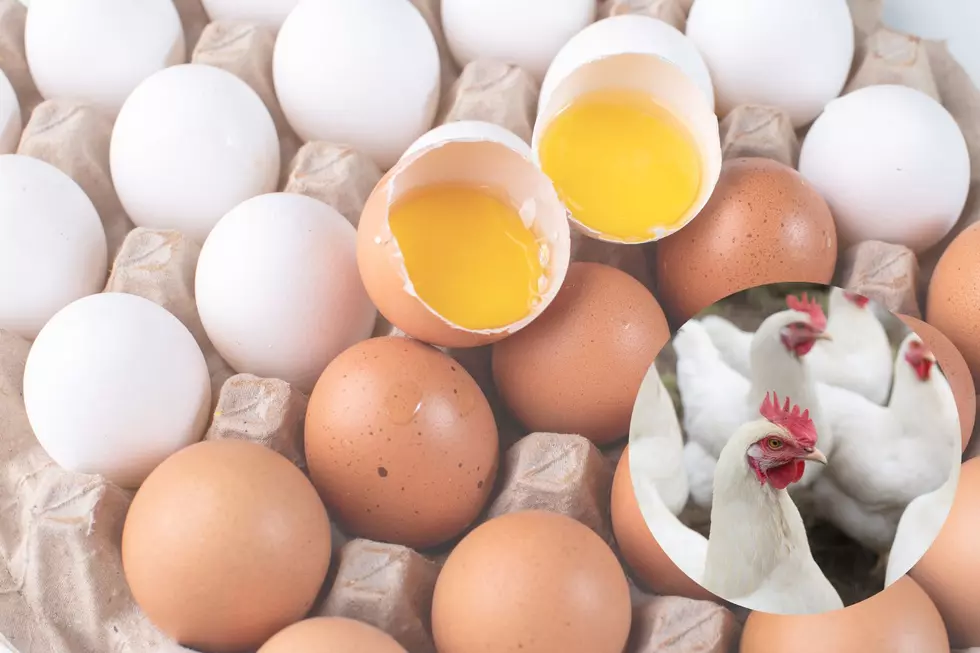 Why Eggs So Expensive in Kentucky & 5 Things You Can Use Instead