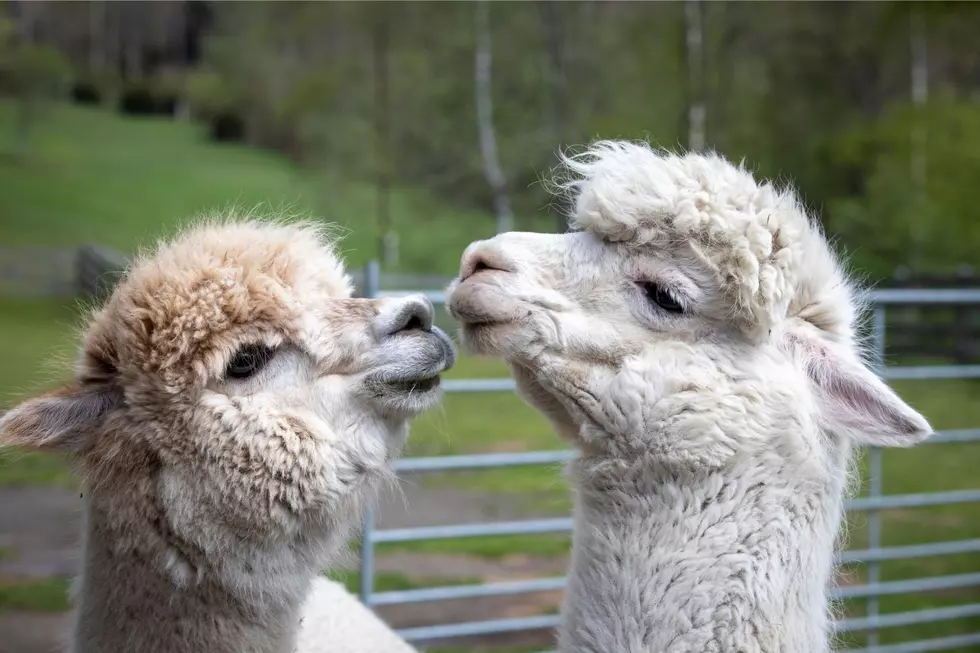 Here’s How to Adopt Your Very Own Adorable Alpaca in Kentucky