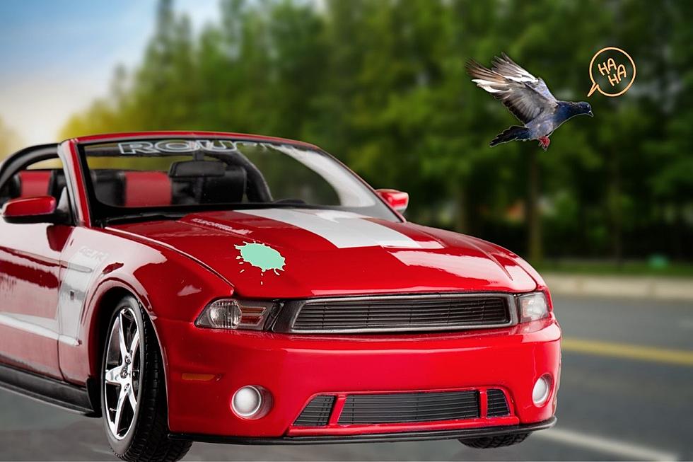Why Do Birds Always Seem to Poop on Red Cars and Trucks?