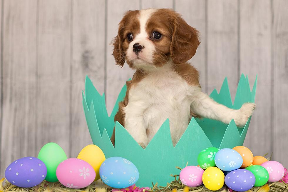 Here’s an Egg-cellent Way to Support Homeless Animals in Daviess County