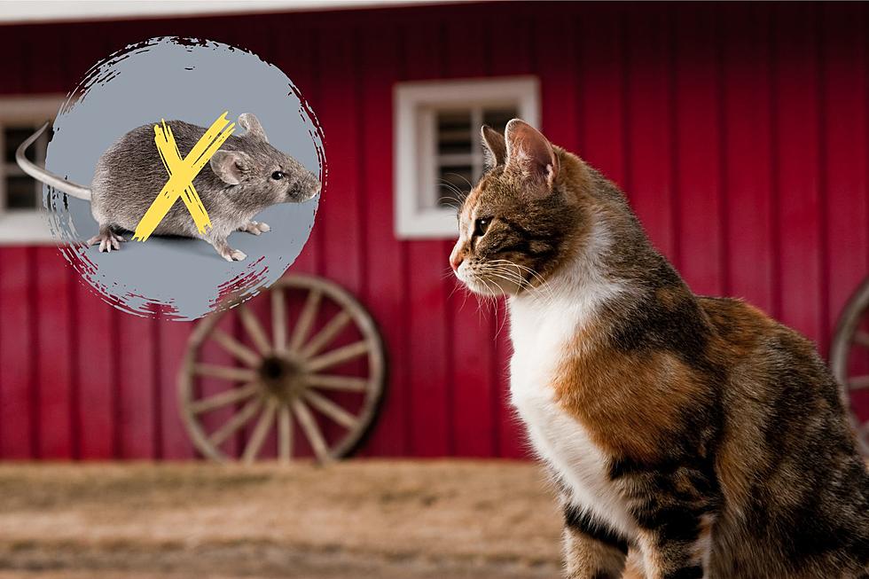 You Can Adopt a Barn Cat with No Adoption Fee in Daviess County, Kentucky