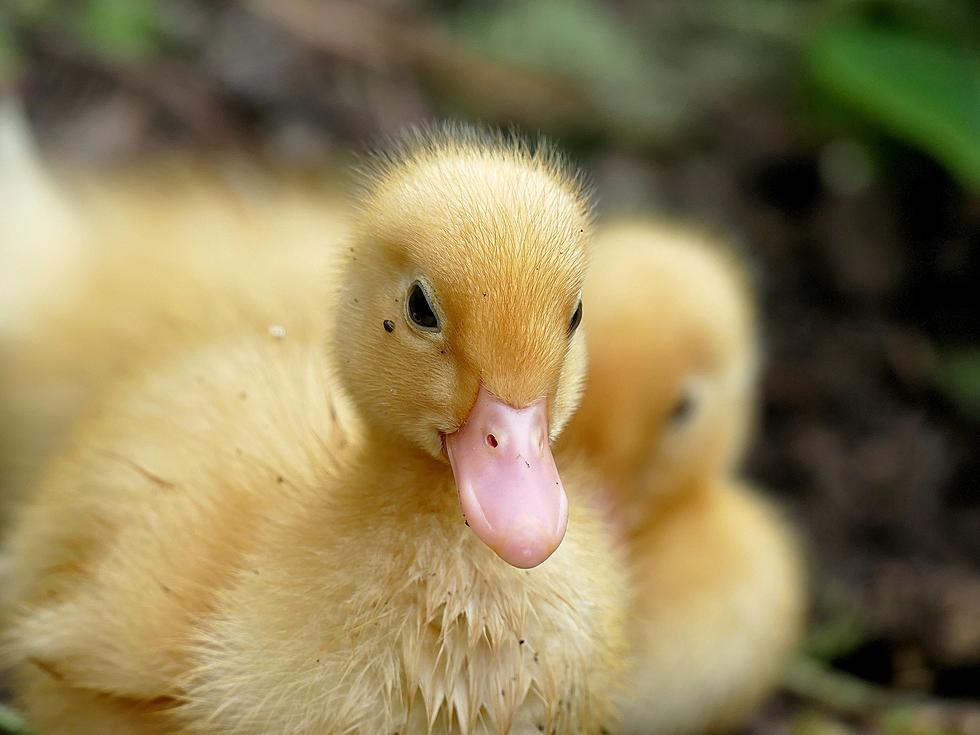 An Indiana Small Animal Rescue Fits a Special Needs Duckling with Her First Wheelchair