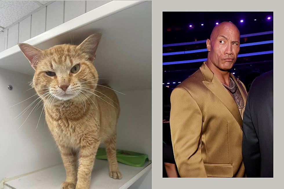 Pawsitively Picture Purrfect! Funny-Faced Feline at Kentucky Shelter Resembles The Rock