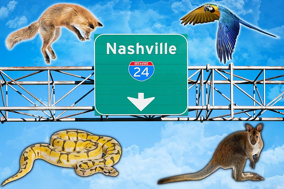 The Return of the Nashville Exotic Pet Expo