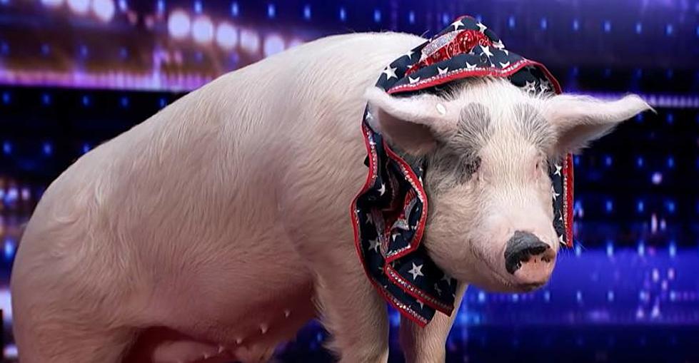 Hilarous Pigs from America’s Got Talent Coming to Southern Indiana This Summer