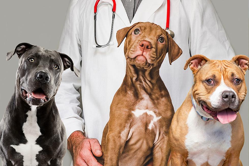 American Bully Breed Low-Cost Spay/Neuter Clinic Offered in Western Kentucky