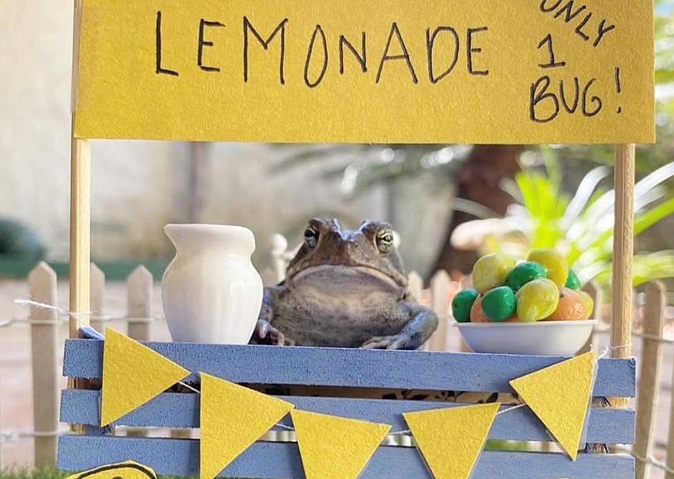 Viral Sensation Toby Toad Leaps Into Hearts Everywhere!
