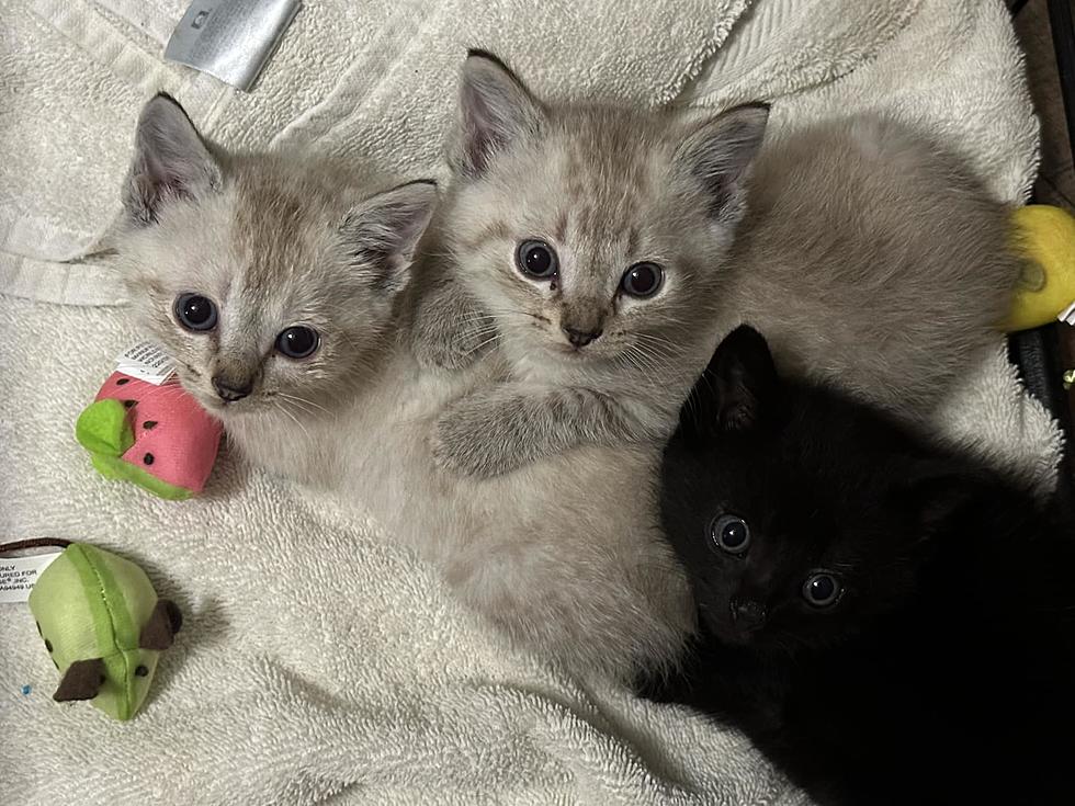 Kentucky Family Adopts Three Kittens Named After the Broadway Musical ‘Hamilton’